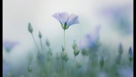 Pastelis un daba: floras un faunas skaistuma tveršana