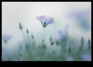 Pastelis un daba: floras un faunas skaistuma tveršana